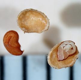   Fruit, seed:   Lepidium didymum , longitudinal sections of fruit and seed, with one sectioned seed half showing embryo; Photo by A. Margina, USDA APHIS PPQ, imageID.idtools.org
